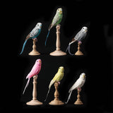 Amma the Budgie