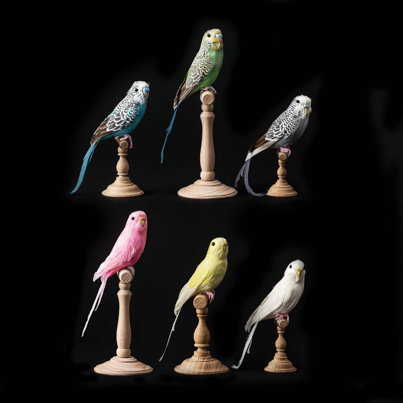 Amma the Budgie