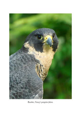 Hawk's Way by Sy   Montgomery: Hardcover; 96 pages / English