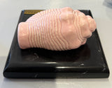 Pink Glazed Conch (Caracol - INAH)