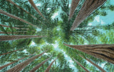 Trees by Tony   Johnston: Hardcover; 40 pages / English