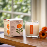 Catalan Calendula - Plant the Box Candle - 9oz.