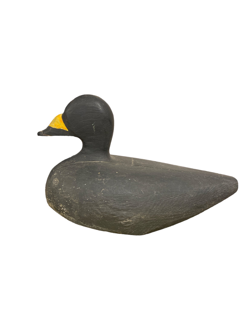 Black Scoter Decoy