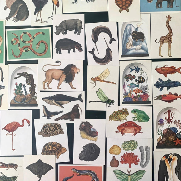 Vintage Styled Animal Postcards Beautiful Illustrations| Set: 10