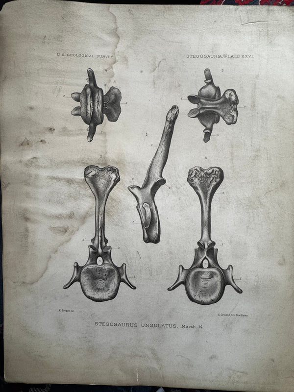 Antique Dinosaur Fossil Lithographs - 1880s