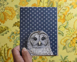 Barred Owl Greeting Card