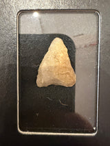 Assorted Arrowheads and Points - Cigar Box Collection / C 1 - 12