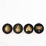 Curious Framed Brass Bug