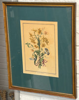 Circa 1800 French Botanical Engraving - Narcissus/Polyanthus