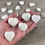 Shiva Shell