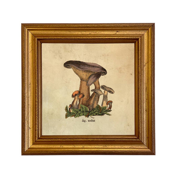 Lepista Nuda Framed Print