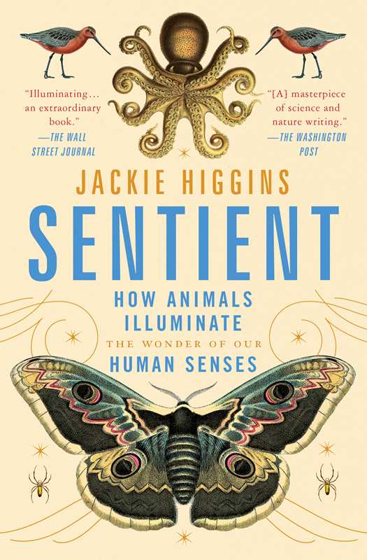 Sentient by Jackie Higgins: Paperback; 320 pages / English