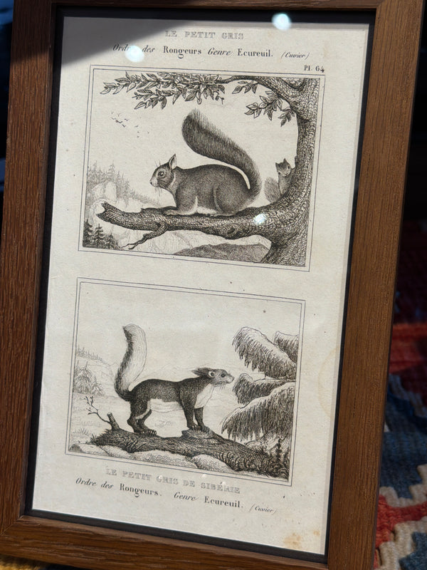 Buffons Histoire Naturelle • Framed Engravings • Cuvier c.1835