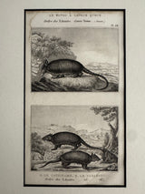 1844 Lithograph Long-Tailed Armadillo - George-Louis LeClerc de Buffon