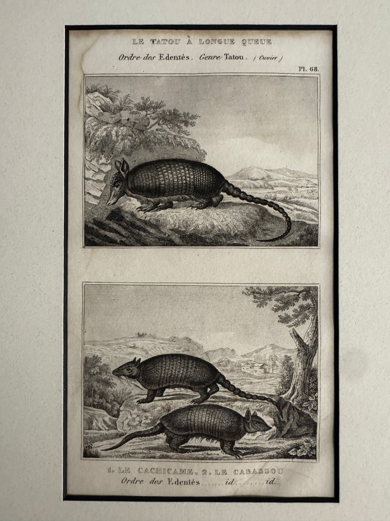 1844 Lithograph Long-Tailed Armadillo - George-Louis LeClerc de Buffon
