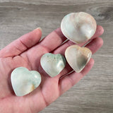 Shiva Shell
