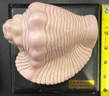 Pink Glazed Conch (Caracol - INAH)