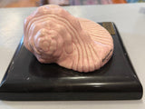 Pink Glazed Conch (Caracol - INAH)