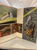 Insects of North America - 1971