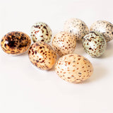 Creature Eggs