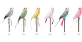 Amma the Budgie