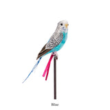Amma the Budgie