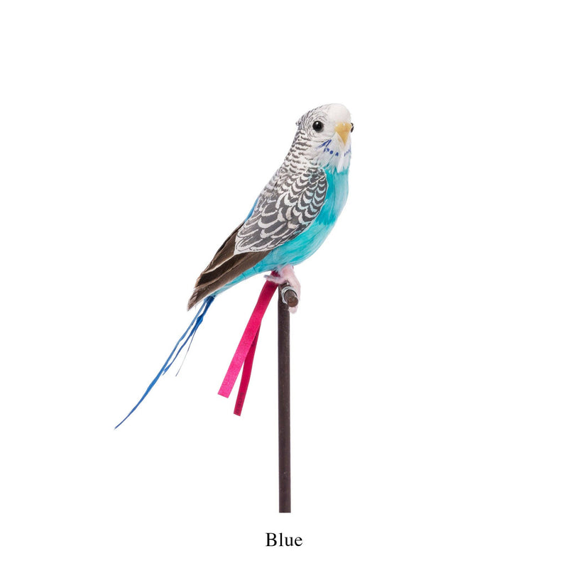 Amma the Budgie