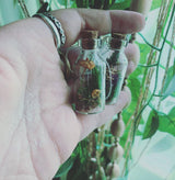 Mushroom Apothecary Jar