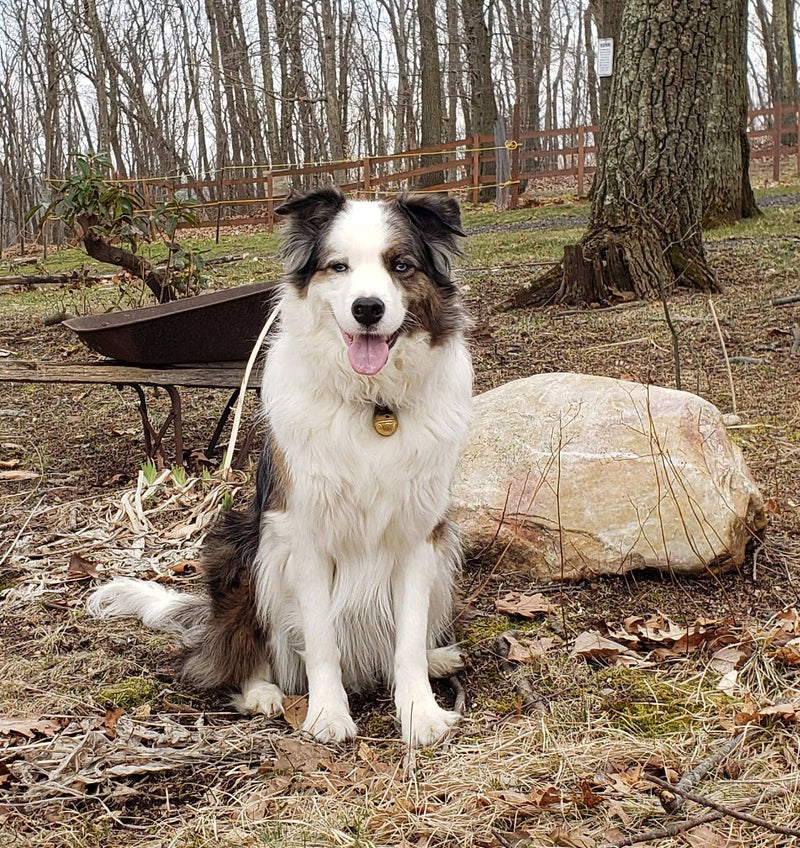 Collar Bell - Black #2