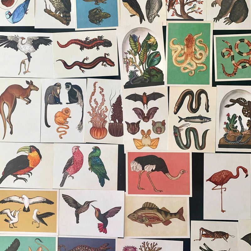 Vintage Styled Animal Postcards Beautiful Illustrations| Set: 10