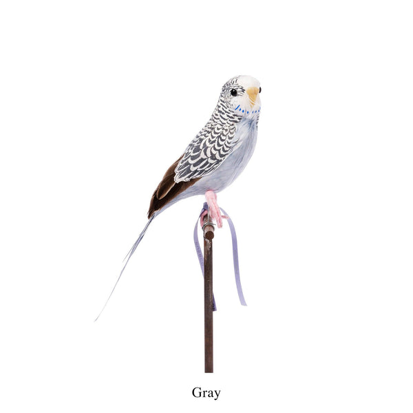 Amma the Budgie