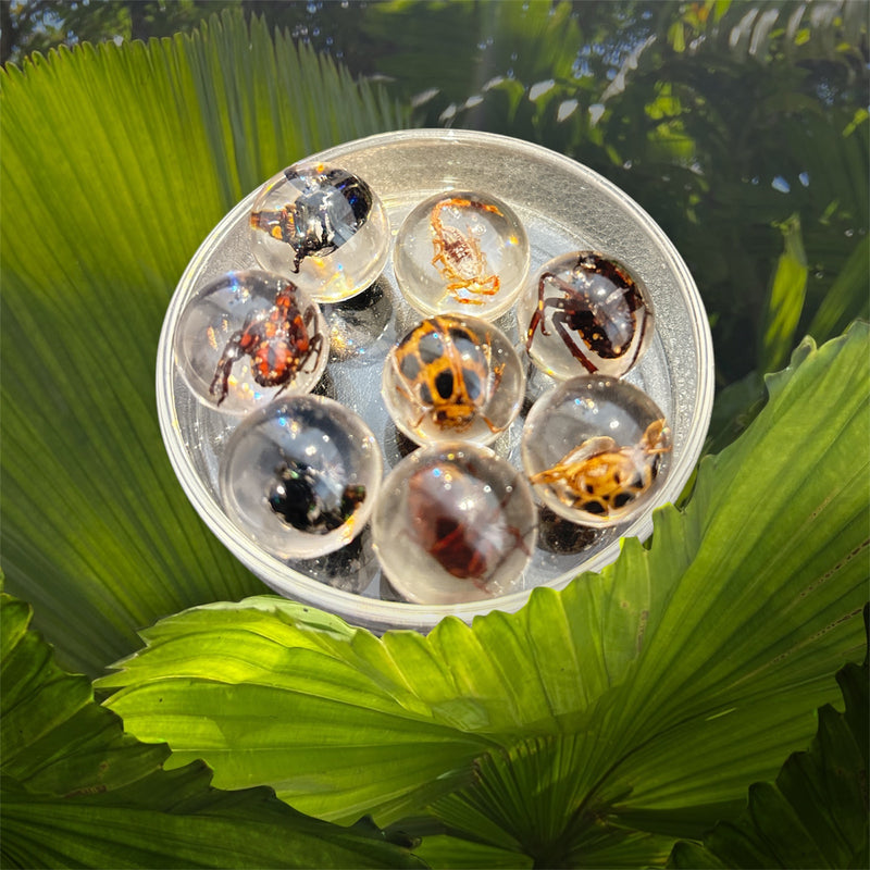Travel Bug Marble Bug Marble – The Wayfinder Society
