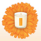 Catalan Calendula - Plant the Box Candle - 9oz.