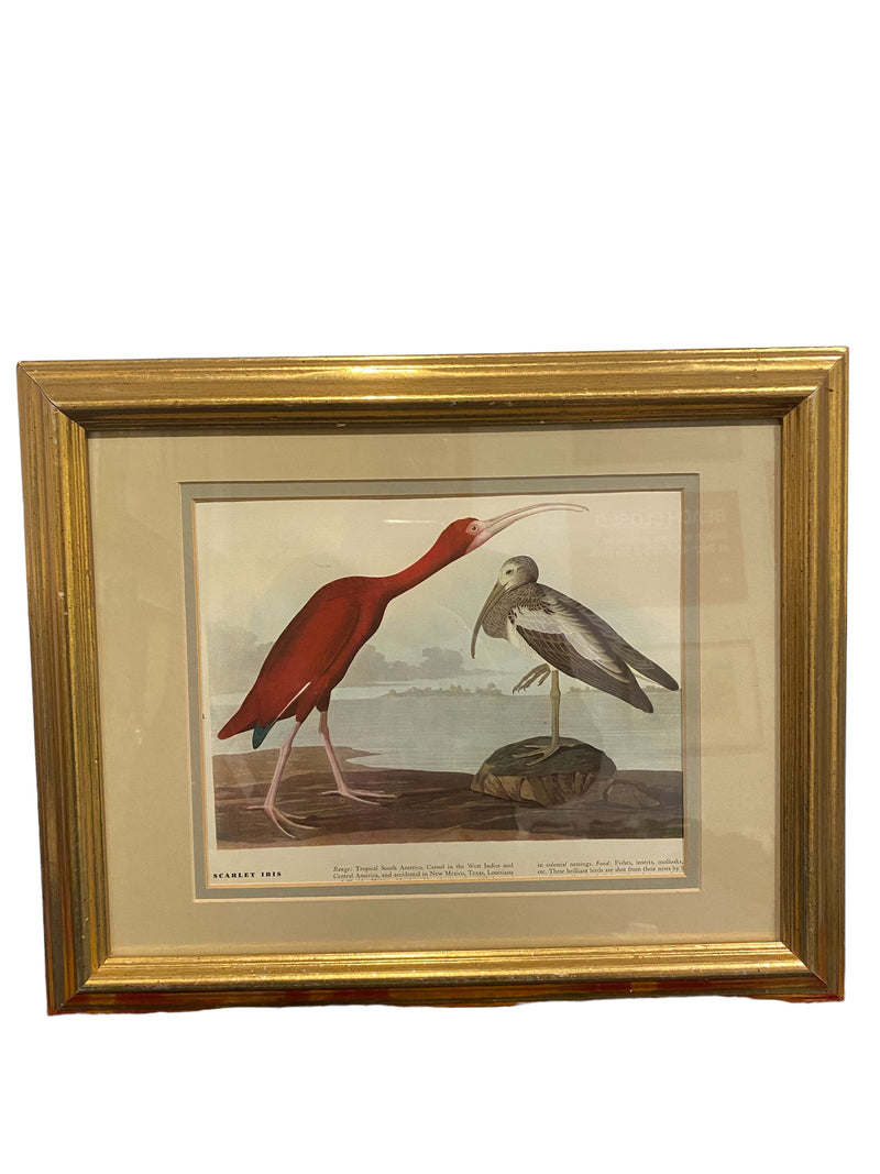 Older Audubon Scarlet Ibis Print