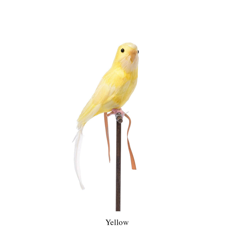 Amma the Budgie