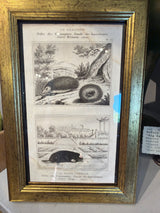 Buffons Histoire Naturelle • Framed Engravings • Cuvier c.1835
