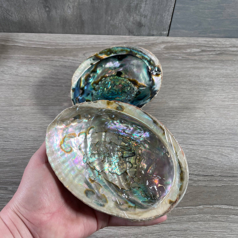 Abalone Shell