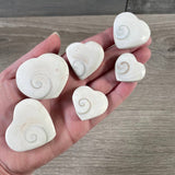 Shiva Shell