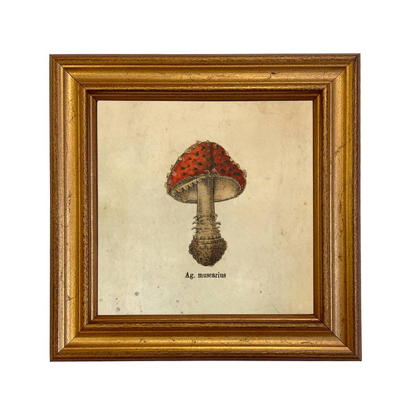 Amanita muscaria Framed Print