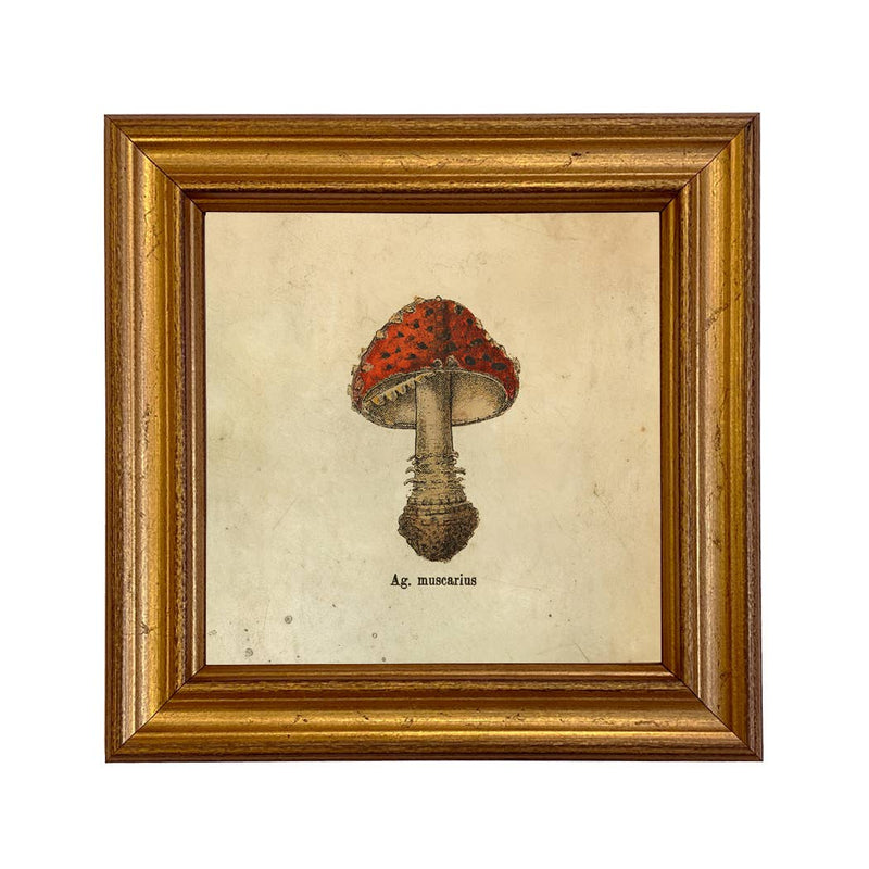 Amanita muscaria Framed Print