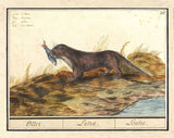 Framed Dutch Otter Print