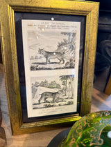 Buffons Histoire Naturelle • Framed Engravings • Cuvier c.1835