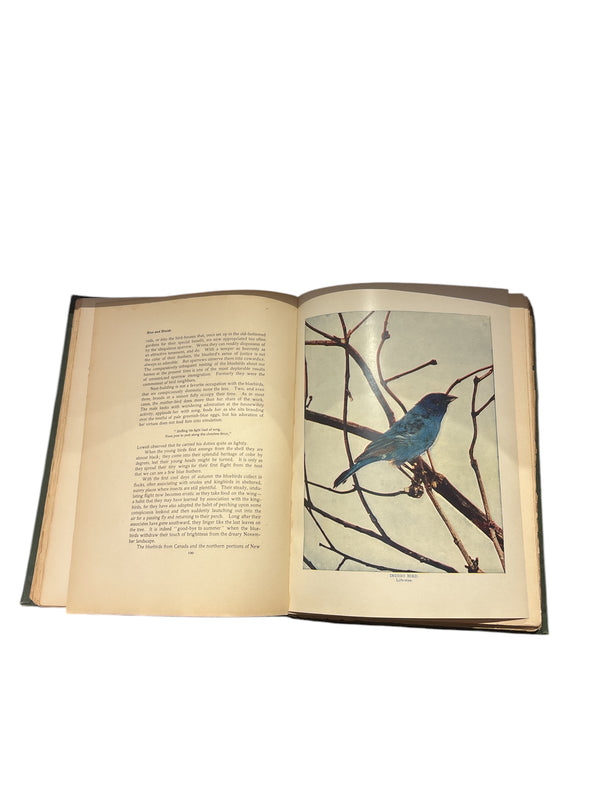 Bird Neighbors - 1902 - Neltje Blancan