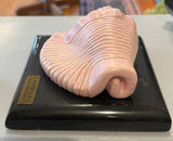 Pink Glazed Conch (Caracol - INAH)