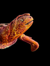 Carey - Mixed Media Sea Turtle Sculpture — Miguel Illescas C., Ecuador, 2012