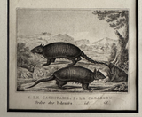 1844 Lithograph Long-Tailed Armadillo - George-Louis LeClerc de Buffon