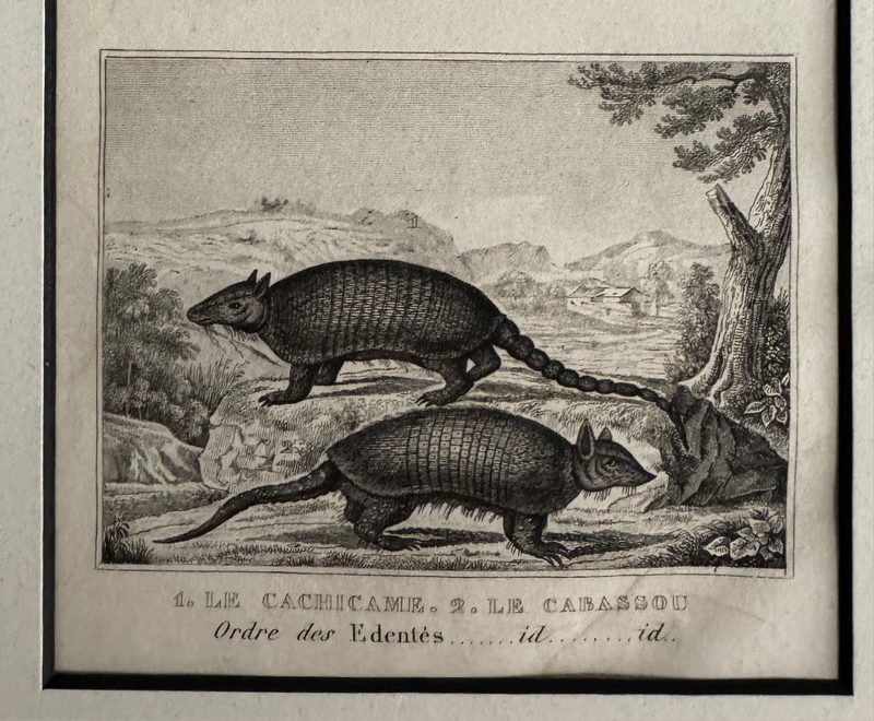 1844 Lithograph Long-Tailed Armadillo - George-Louis LeClerc de Buffon