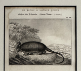 1844 Lithograph Long-Tailed Armadillo - George-Louis LeClerc de Buffon