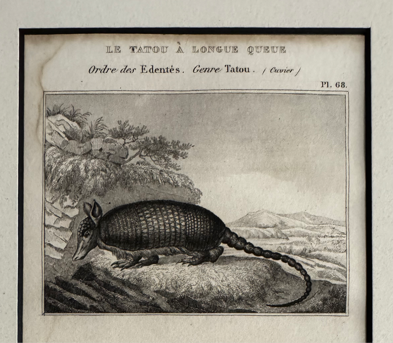 1844 Lithograph Long-Tailed Armadillo - George-Louis LeClerc de Buffon