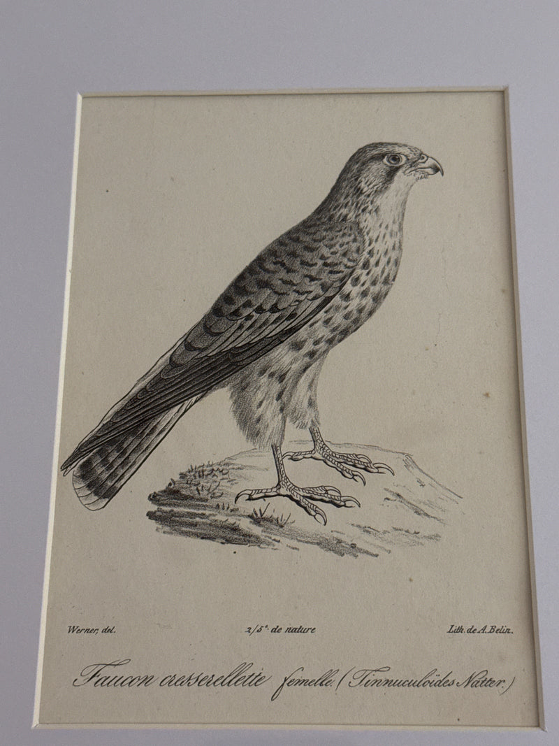 19th Century Kestrel Lithograph - Auguste Belin after Johann Carl Werner